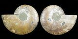 Sliced Fossil Ammonite Pair - Agatized #45501-1